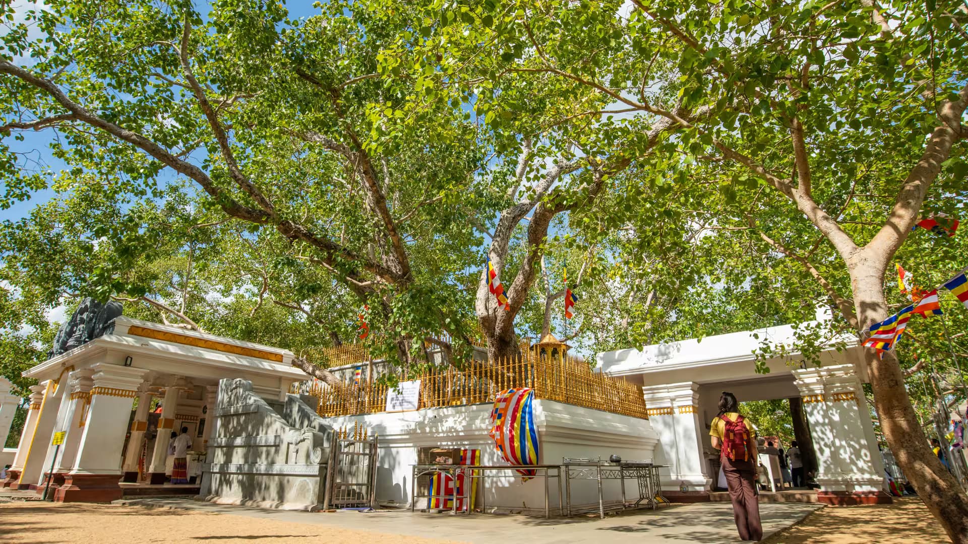 Sacred Sri Maha Bodhi Tree
