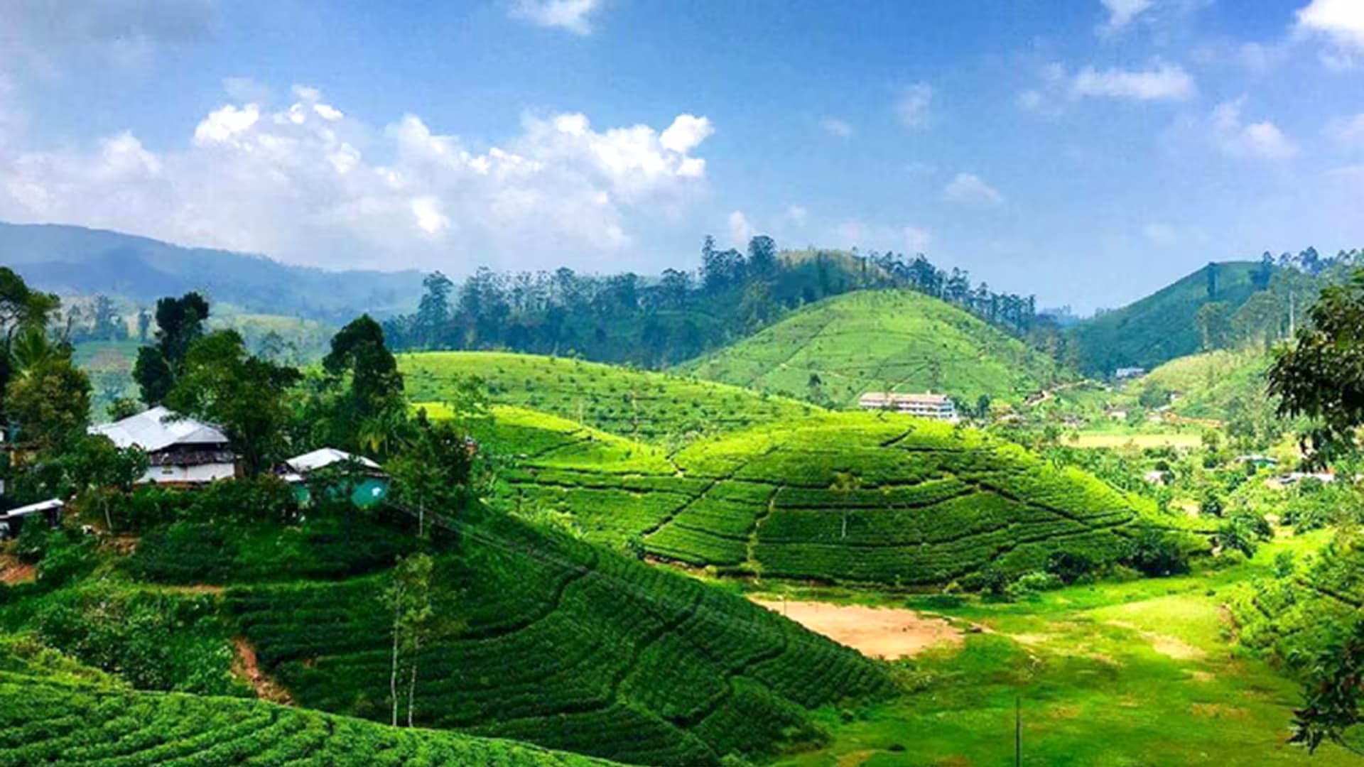 Tea Plantations