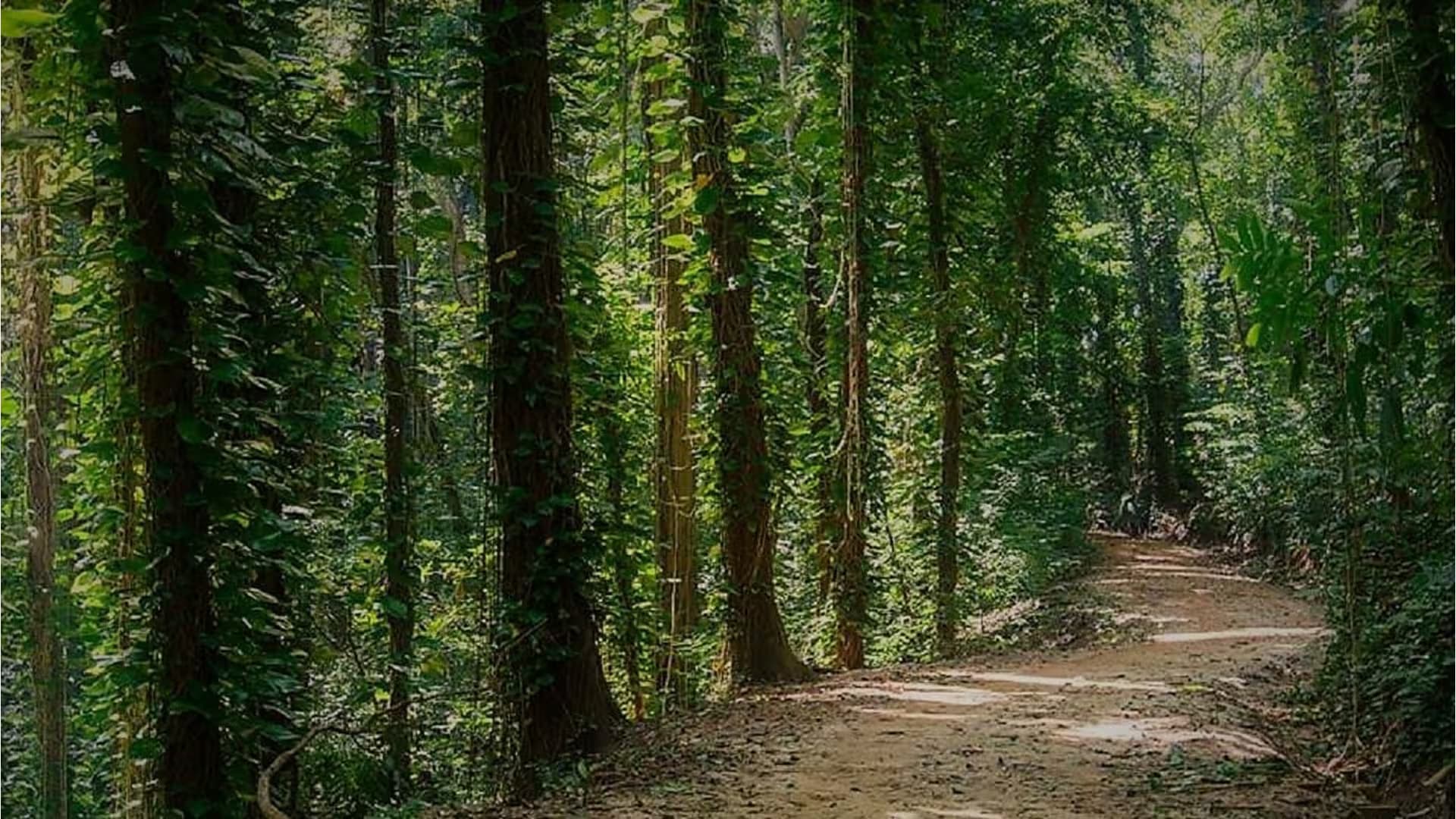 Udawattakelle Royal Forest Reserve