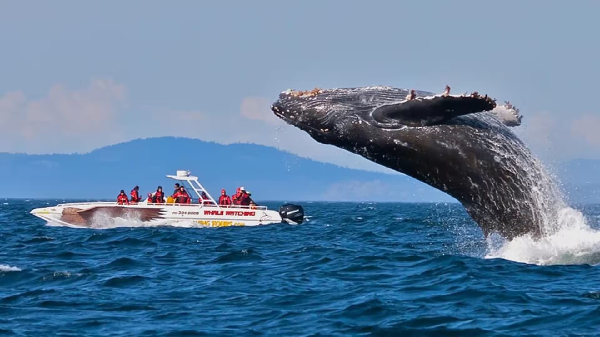 Blue Whale Encounters