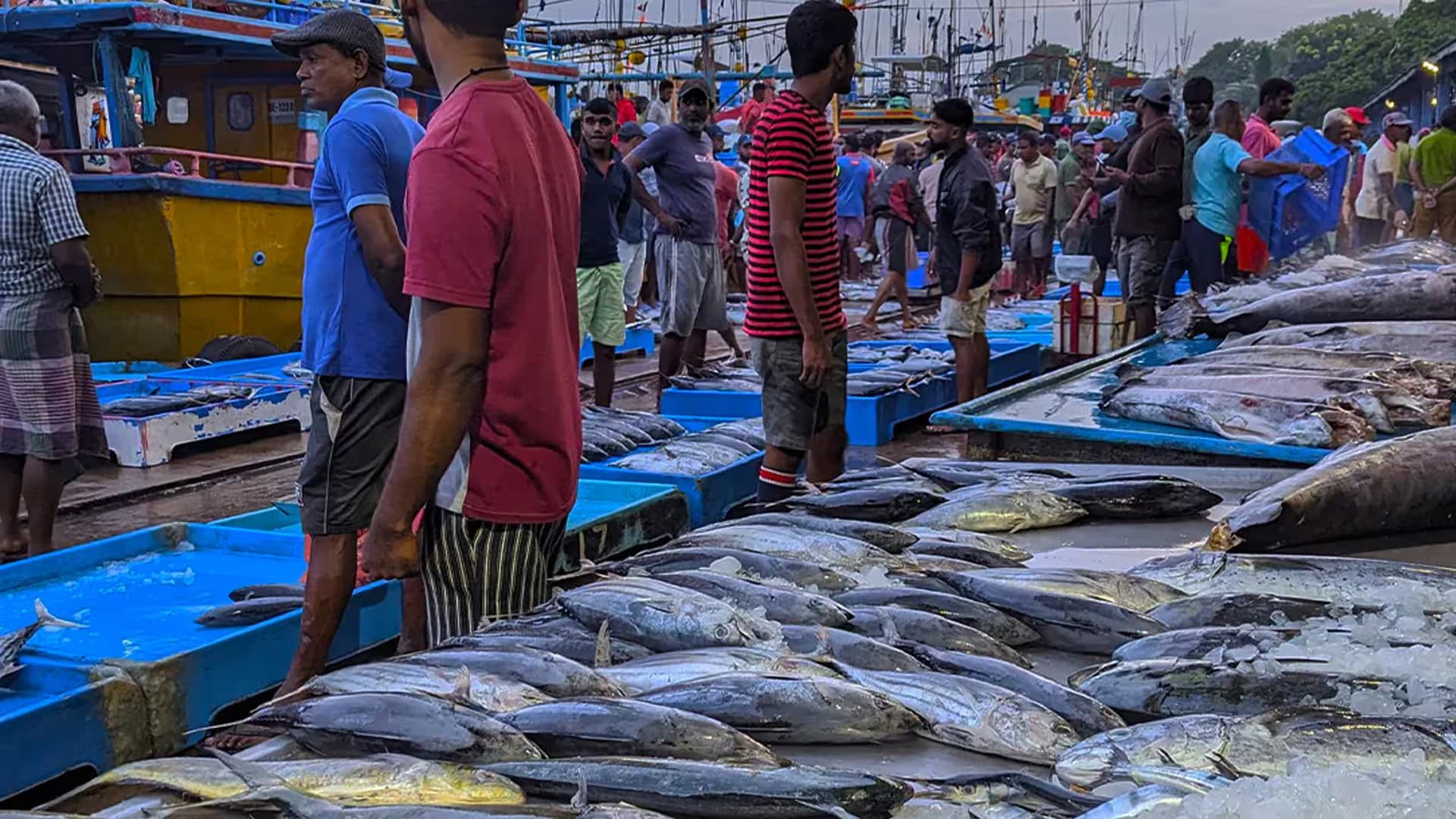 Negombo Fish Market