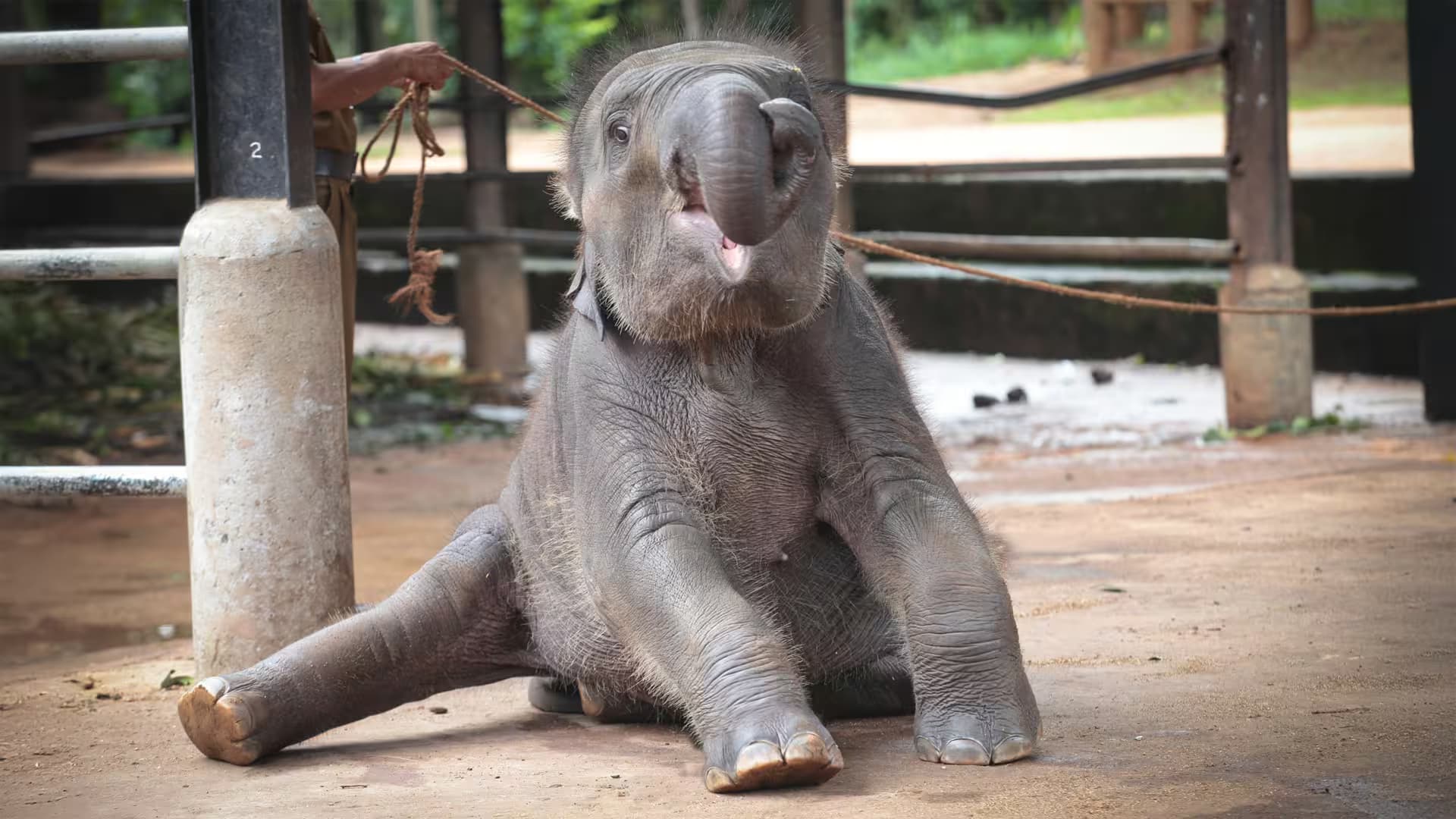 Baby Elephants Learning and Playing