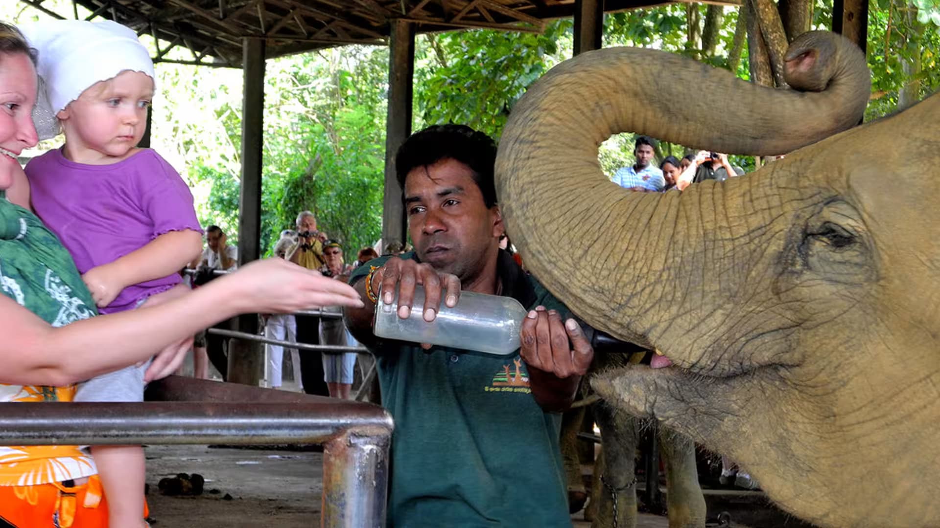 Elephant Feeding Sessions