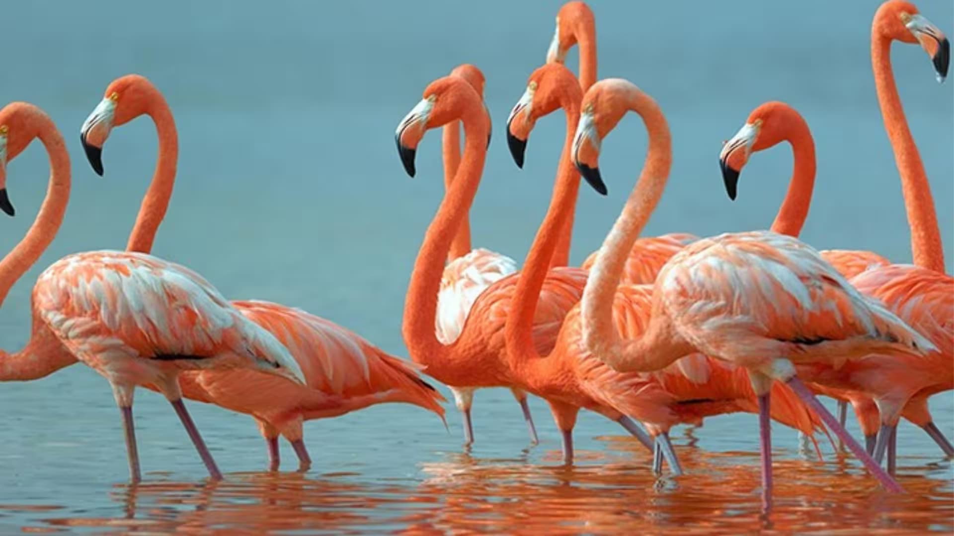 Bundala National Park Flamingos