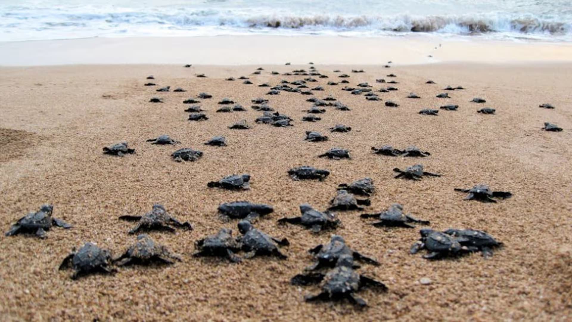 Sea Turtle Conservation