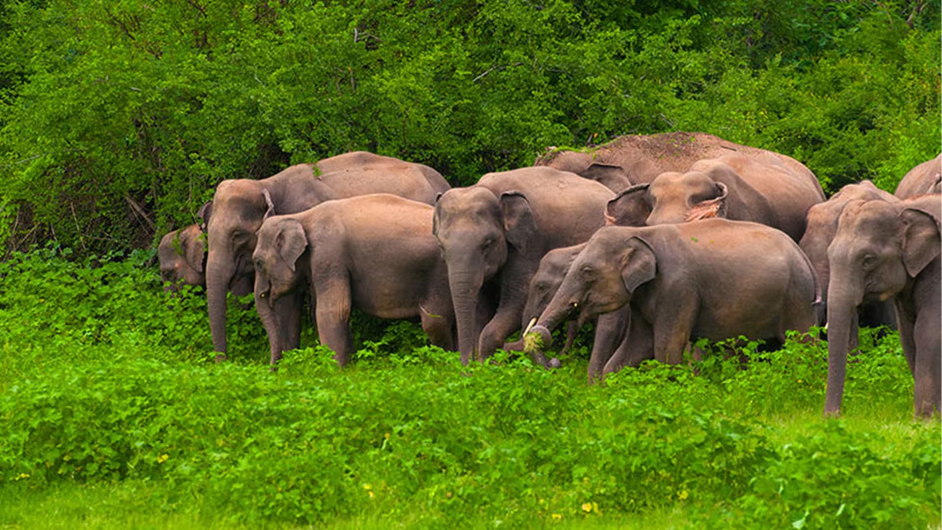 Asian Elephant Herds