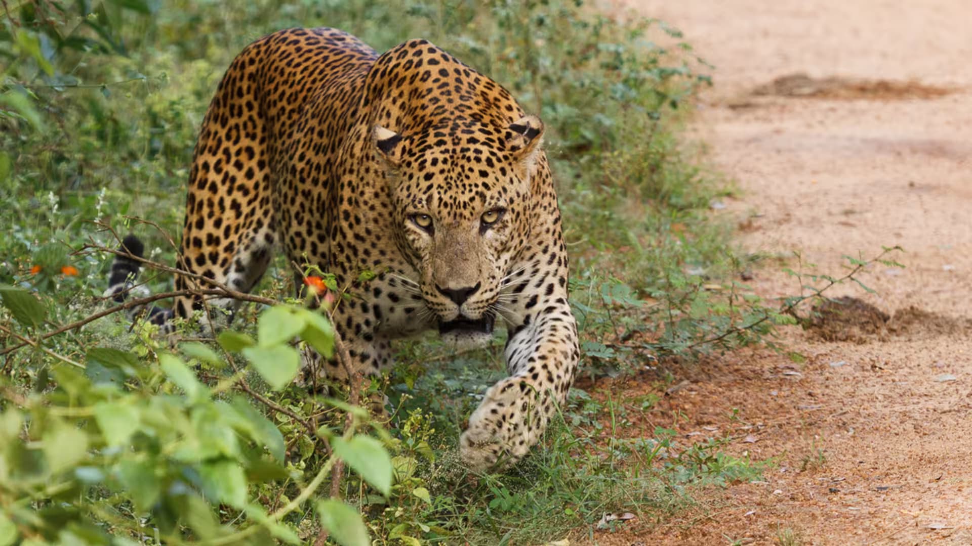 Sri Lankan Leopard